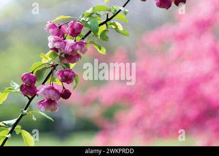Rosa Apfelblüten im Frühling Stockfoto
