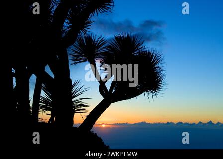 Drachenbaum (Dracaena Draco) La Palma, Kanarische Inseln, Spanien Stockfoto