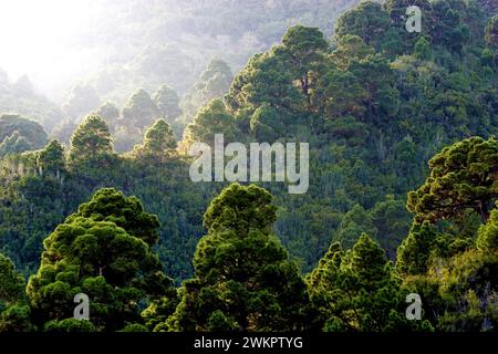 Wald der kanarischen Kiefern (Pinus canariensis) gegen das Licht, La Palma, Kanarische Inseln, Spanien Stockfoto