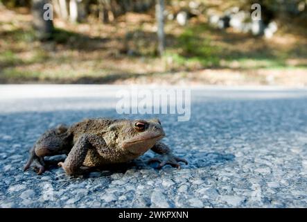 Eine Kröte (Bufo bufo) überquert die Straße zwischen Leutaschtal und Mittenwald in Bayern Stockfoto