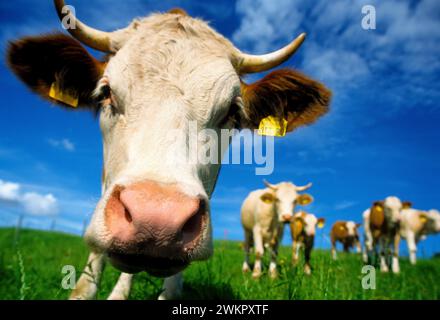 A0M4RP Nahaufnahme Porträt von Kuh und Herde in Bayern deutschland Stockfoto