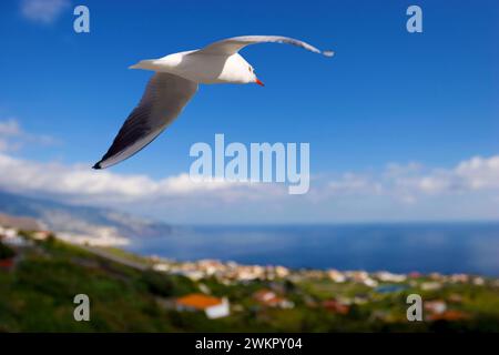 Junge Schwarzkopfmöwe (Larus ridibundus) über Bucht und Meer Stockfoto