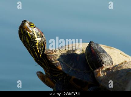 Rotohr-Schieber oder Rotohr-Terrapin (Trachemys scripta elegans) Stockfoto