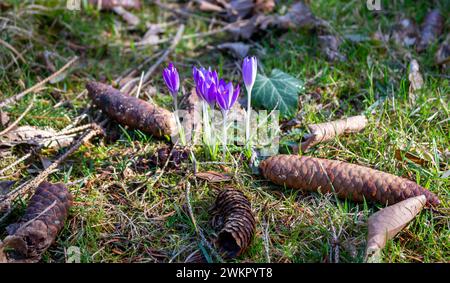 Krokusse im Frühjahr mit Pinienzapfen auf dem Boden Stockfoto