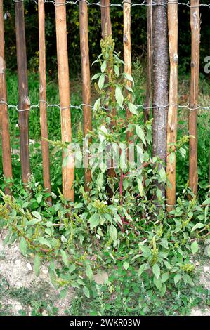 Amaranth, Rotwurzelamaranth oder Rehroot-Schweinekraut (Amaranthus retroflexus) ist eine jährlich essbare Pflanze, die jedoch in Oxalsäure reicht. Ist heimisch in Tropen Stockfoto