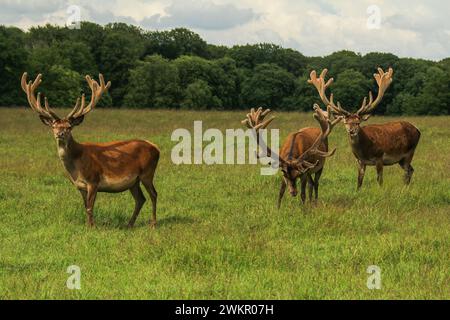 Drei Rotwild auf der Wiese des Naturparks Dyrehaven, Dänemark Stockfoto