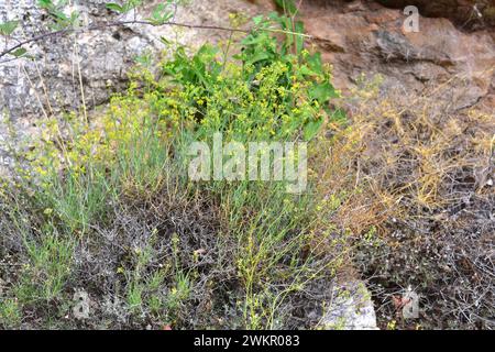 Bupleurm fruticescens ist ein Unterstrauch, der im westlichen Mittelmeerbecken endemisch ist. Dieses Foto wurde in Montsia Berge, Provinz Tarragona, Katalonien, Stockfoto