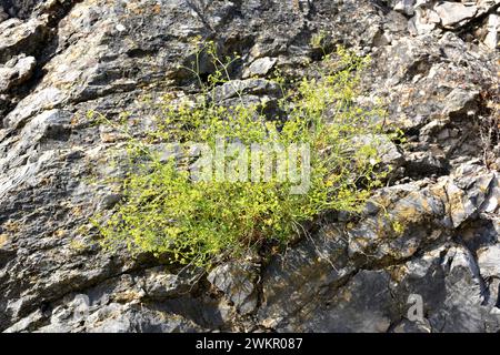 Bupleurm fruticescens ist ein Unterstrauch, der im westlichen Mittelmeerbecken endemisch ist. Dieses Foto wurde in Montsia Berge, Provinz Tarragona, Katalonien, Stockfoto