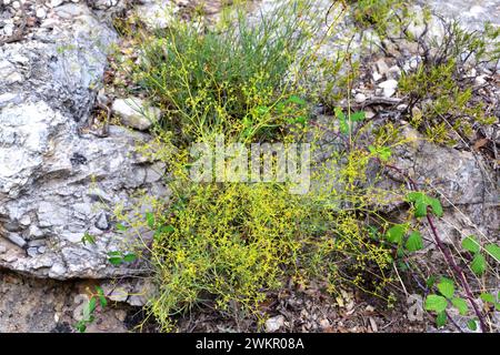 Bupleurm fruticescens ist ein Unterstrauch, der im westlichen Mittelmeerbecken endemisch ist. Dieses Foto wurde in Montsia Berge, Provinz Tarragona, Katalonien, Stockfoto