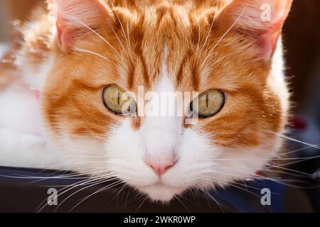 Weiße und gelbe Katze, die auf die Kamera in Xeraco blickt Stockfoto