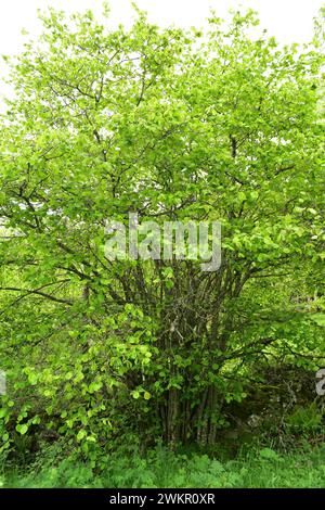 Hasel (Corylus avellana) ist ein Laubstrauch aus Eurasien. Wildtiere in Somiedo, Asturien, Spanien. Stockfoto