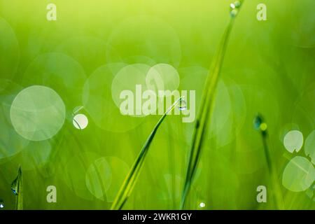 Üppig grüne Grashalme mit wunderschönen transparenten Wassertropfen auf der Wiese. Frischer Morgentau bei Sonnenaufgang. Traum Frühling Natur Hintergrund Stockfoto