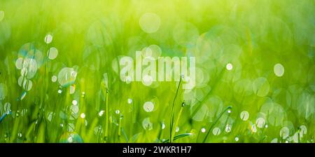 Üppig grüne Grashalme mit wunderschönen transparenten Wassertropfen auf der Wiese. Frischer Morgentau bei Sonnenaufgang. Traum Frühling Natur Hintergrund Stockfoto