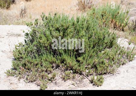 Albada o jabonera blanca (Gypsophila struthium) ist eine mehrjährige Pflanze, die auf Gipsböden Spaniens endemisch ist. Dieses Foto wurde in Sorbas, provinz Almeria, aufgenommen Stockfoto