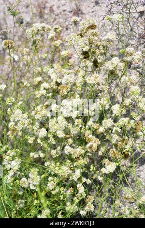 Albada o jabonera blanca (Gypsophila struthium) ist eine mehrjährige Pflanze, die in den Gipsböden Spaniens endemisch ist. Stockfoto