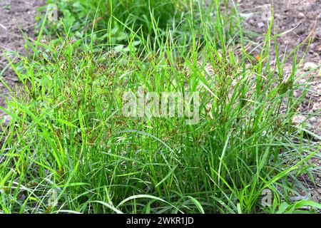 Kokosgras, Nussgras oder Purpurnusse (Cyperus rotundus) ist ein aromatisches mehrjähriges Kraut, das in Mittel- und Südeuropa, Afrika und dem südlichen A beheimatet ist Stockfoto