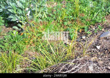 Kokosgras, Nussgras oder Purpurnusse (Cyperus rotundus) ist ein aromatisches mehrjähriges Kraut, das in Mittel- und Südeuropa, Afrika und dem südlichen A beheimatet ist Stockfoto