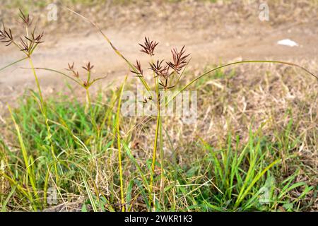 Kokosgras, Nussgras oder Purpurnusse (Cyperus rotundus) ist ein aromatisches mehrjähriges Kraut, das in Mittel- und Südeuropa, Afrika und dem südlichen A beheimatet ist Stockfoto