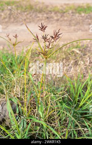 Kokosgras, Nussgras oder Purpurnusse (Cyperus rotundus) ist ein aromatisches mehrjähriges Kraut, das in Mittel- und Südeuropa, Afrika und dem südlichen A beheimatet ist Stockfoto
