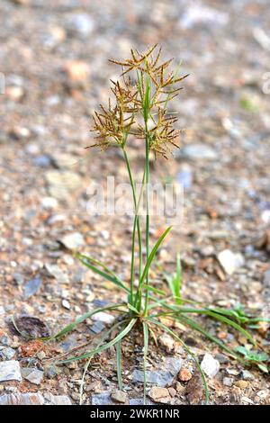 Kokosgras, Nussgras oder Purpurnusse (Cyperus rotundus) ist ein aromatisches mehrjähriges Kraut, das in Mittel- und Südeuropa, Afrika und dem südlichen A beheimatet ist Stockfoto