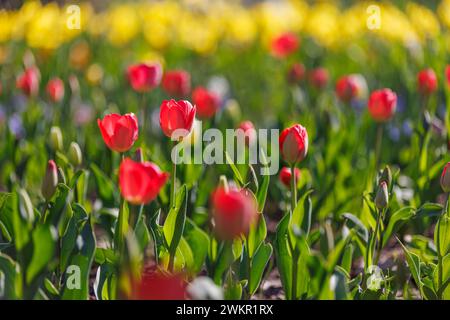 Wunderschöne farbenfrohe Tulpen auf unscharfer Frühlingssonne in der Natur. Hell blühende Tulpenblüte Panorama für Frühling Naturliebe, traumhafte Romantik Karte Stockfoto