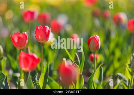 Wunderschöne farbenfrohe Tulpen auf unscharfer Frühlingssonne in der Natur. Hell blühende Tulpenblüte Panorama für Frühling Naturliebe, traumhafte Romantik Karte Stockfoto