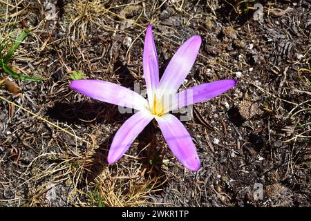 Quitameriendas (Colchicum montanum oder Merendera montana) ist ein giftiges Staudenkraut, das auf der Iberischen Halbinsel endemisch ist. Dieses Foto wurde in Va aufgenommen Stockfoto