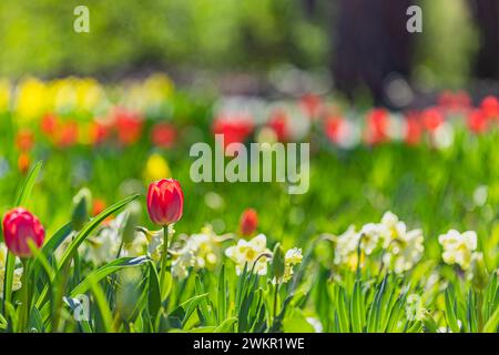 Closeup nature view of amazing red pink tulips blooming in garden. Spring flowers under sunlight. Natural sunny flower plants landscape and blur Stockfoto