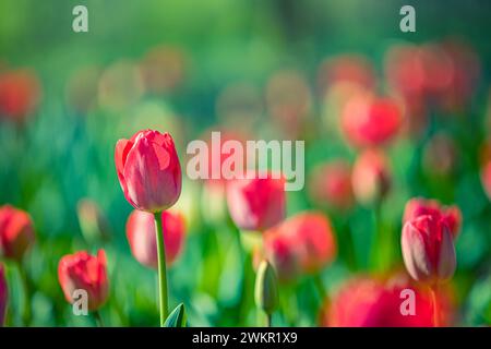 Beautiful colorful tulips on blur spring sunny nature landscape. Bright blooming tulips flower panorama for spring nature love, dreamy romance card Stockfoto