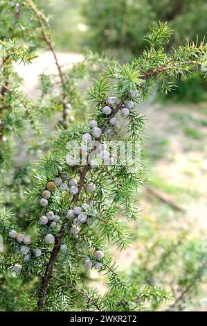 Enebro maritimo (Juniperus macrocarpa oder Juniperus oxycedrus macrocarpa) ist ein immergrüner Nadelstrauch, der an den Sandküsten des Mittelmeers regio beheimatet ist Stockfoto