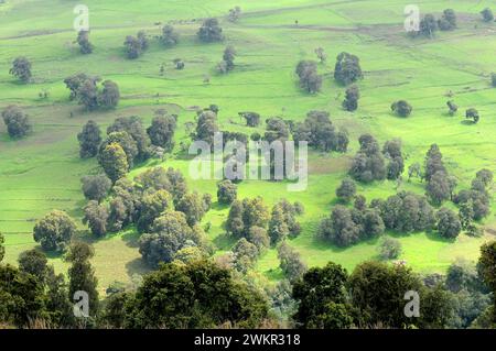 Der afrikanische wacholder (Juniperus procera) ist ein immergrüner Nadelbaum aus Ostafrika und der Arabischen Halbinsel. Dieses Foto wurde in Bale Mounta aufgenommen Stockfoto