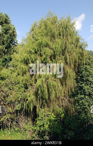 Der afrikanische wacholder (Juniperus procera) ist ein immergrüner Nadelbaum aus Ostafrika und der Arabischen Halbinsel. Dieses Foto wurde in Bale Mounta aufgenommen Stockfoto