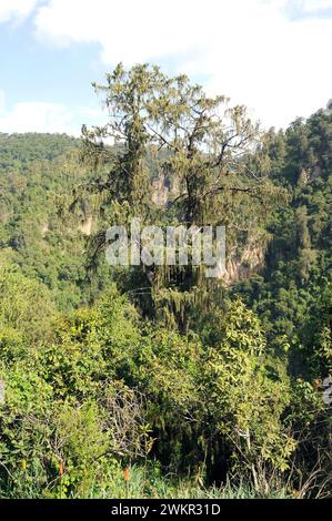 Der afrikanische wacholder (Juniperus procera) ist ein immergrüner Nadelbaum aus Ostafrika und der Arabischen Halbinsel. Dieses Foto wurde in Bale Mounta aufgenommen Stockfoto