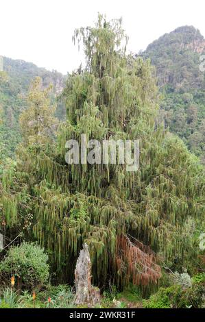 Der afrikanische wacholder (Juniperus procera) ist ein immergrüner Nadelbaum aus Ostafrika und der Arabischen Halbinsel. Dieses Foto wurde in Bale Mounta aufgenommen Stockfoto