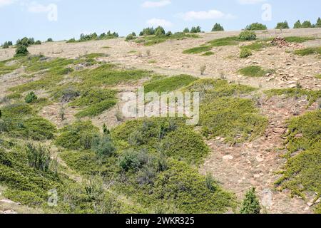 Savin Wacholder (Juniperus sabina) ist ein kriechender giftiger Strauch, der in den Bergen Mittel- und Südeuropas, der Türkei und Algeriens beheimatet ist. Dieses Foto war Stockfoto