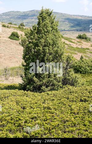 wacholder (Juniperus sabina) kriechender giftiger Sträucher, der in den Bergen Mittel- und Südeuropas, der Türkei und der Alger heimisch ist, sowie wacholder (Jun Stockfoto