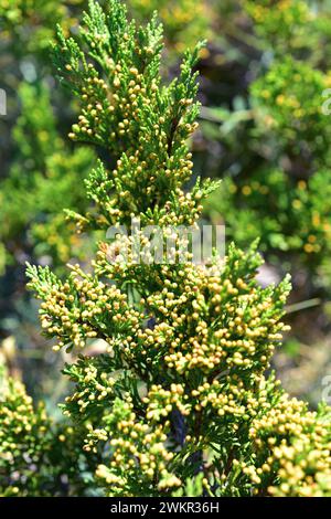 Savin juniper (Juniperus sabina) kriechender giftiger Sträucher, der in den Bergen Mittel- und Südeuropas, der Türkei und Algeriens beheimatet ist. Männliche Kegel. T Stockfoto