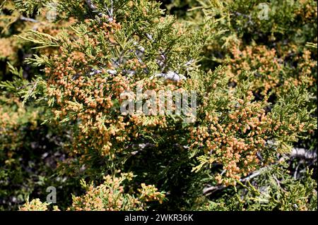 Savin juniper (Juniperus sabina) kriechender giftiger Sträucher, der in den Bergen Mittel- und Südeuropas, der Türkei und Algeriens beheimatet ist. Männliche Kegel. T Stockfoto