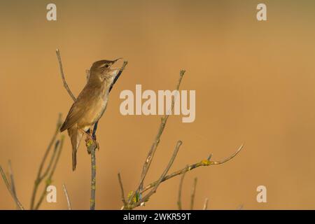 Bird Savi singt auf einem Schilfstiel. Singvogel im Naturraum. Locustella luscinioides Stockfoto