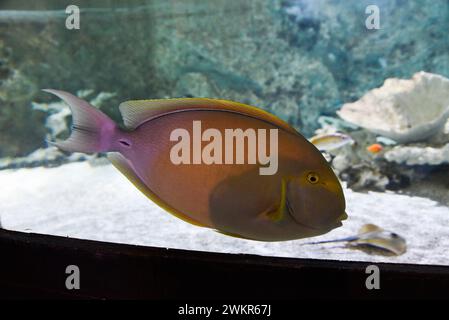 Wunderschöner Fisch Acanthurus xanthopterus, der im Aquarium des Ozeanariums schwimmt. Stockfoto