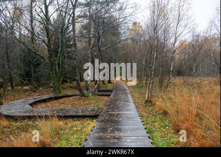 Holzsteg im Schwarzen Moor in Rhoen, Bayern, Deutschland, im Herbst nach Regen Stockfoto