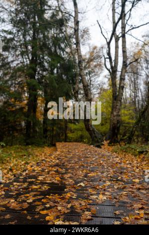 Holzsteg im Schwarzen Moor in Rhoen, Bayern, Deutschland, im Herbst nach Regen Stockfoto