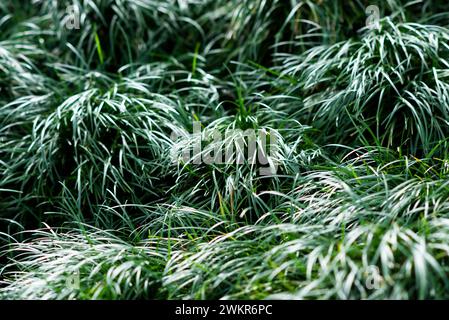 Nahaufnahme von ophiopogon japonicus, Grasstruktur. Stockfoto