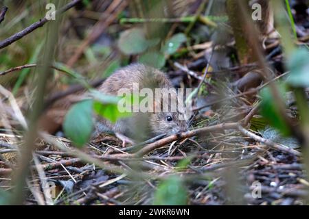 Braune Ratte auf der Jagd nach Nahrung auf einem Waldboden. County Durham, England, Großbritannien. Stockfoto