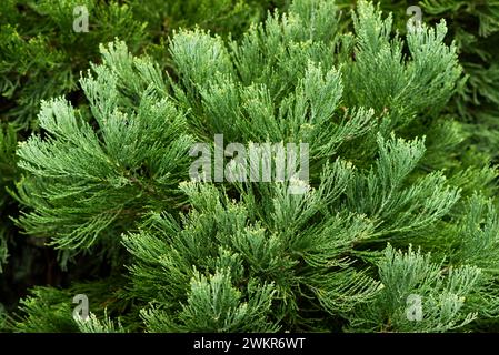 Die Textur der Blätter von Ilex aquifolium, die im Garten wachsen. Stockfoto