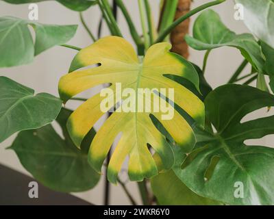 monstera Pflanze mit gelben Blttern. Wasser oder falsche Temperatur,  Gartenarbeit. Monstera-Blattkrankheiten Stockfotografie - Alamy