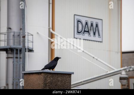 Krähe sitzt vor dem Asphaltmischwerk der Deutschen Asphalt GmbH, einem Unternehmen der Strabag AG im Deutzer Hafen, wo sich ein neues Stadtviertel befindet Stockfoto