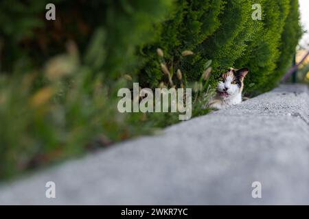 Eine Katze, die sich in einem grünen Busch versteckt Stockfoto