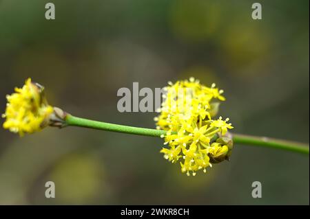 Gelbe Winterblumen von Cornus MAS oder Cornelian Cherry „Golden Glory“, die im britischen Garten im Februar wächst Stockfoto