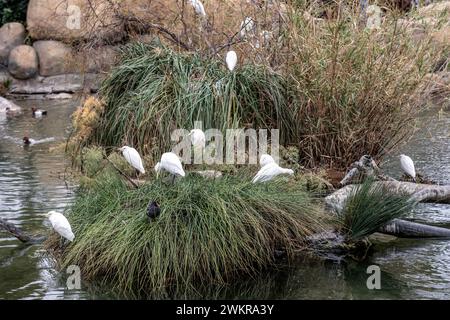 Schneebedeckte Reiher und Enten auf einem Nistplatz am Fluss Stockfoto